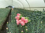 east-african-magical-farms-(emf),-with-support-from-agdevco,-to-expand-carnation-production-hub-in-kenya.