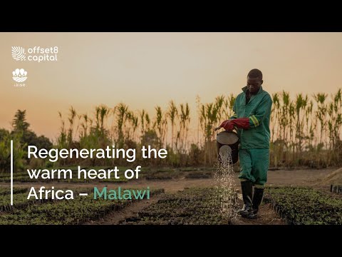 abu-dhabi-based-offset8-and-irise-to-restore-10-million-trees,-benefiting-150,000-malawians